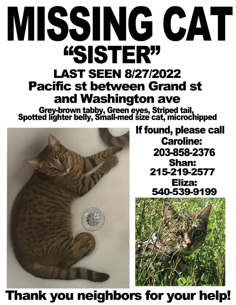 Image of Sister, Lost Cat