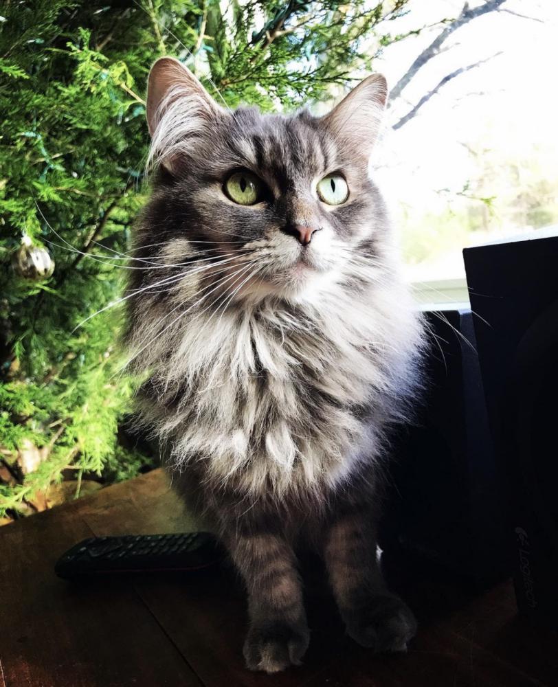 Image of LayLa, Lost Cat