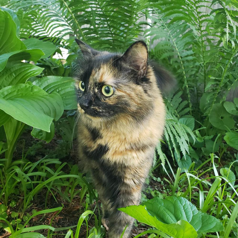 Image of Teton, Lost Cat