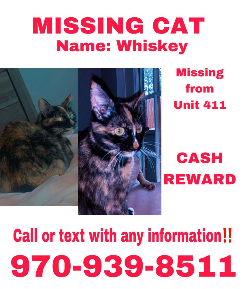 Image of Whiskey, Lost Cat