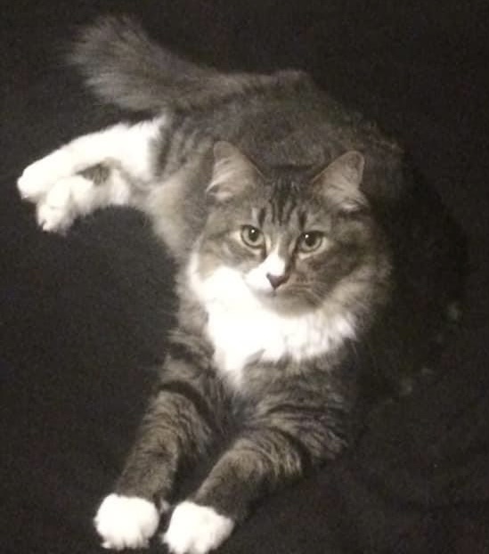 Image of KitKat, Lost Cat