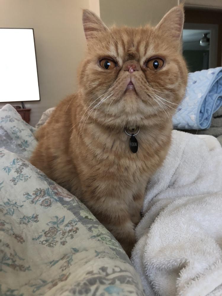 Image of Eddie, Lost Cat