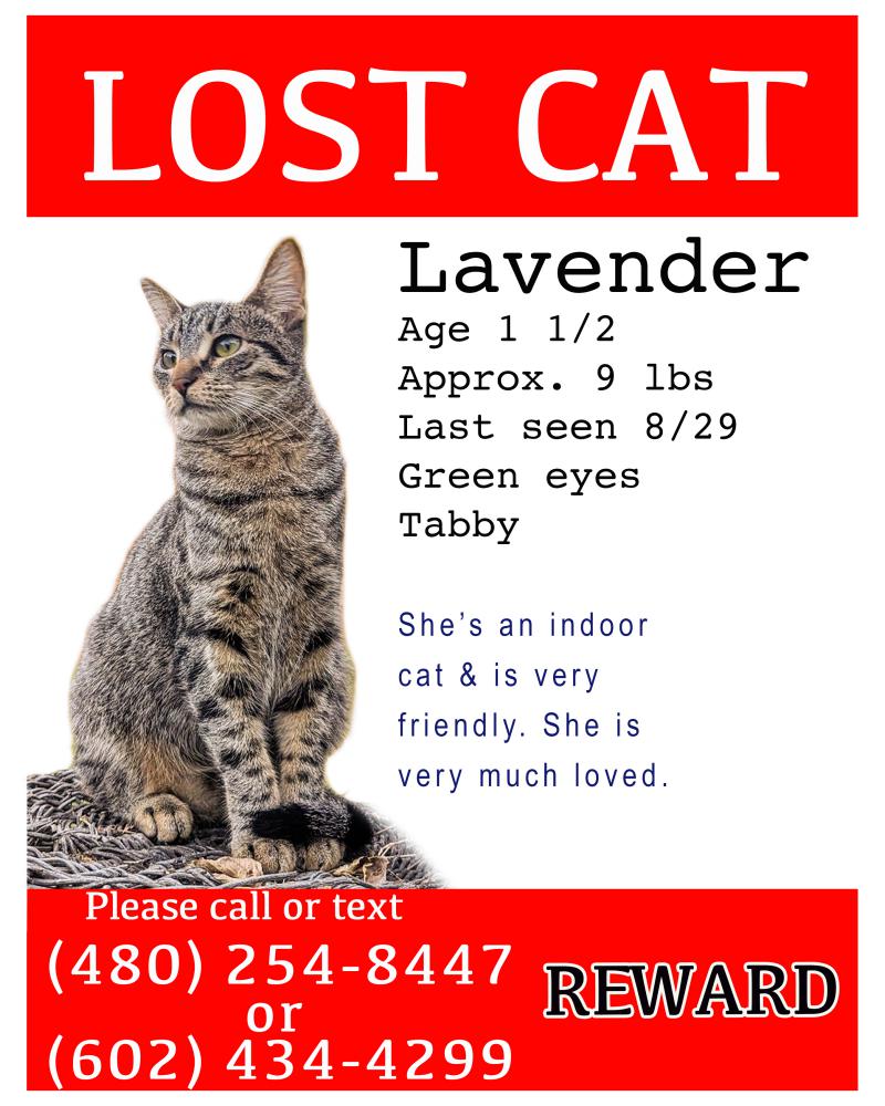 Image of Lavender, Lost Cat
