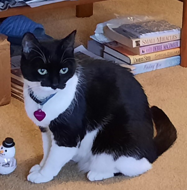Image of Annabelle, Lost Cat
