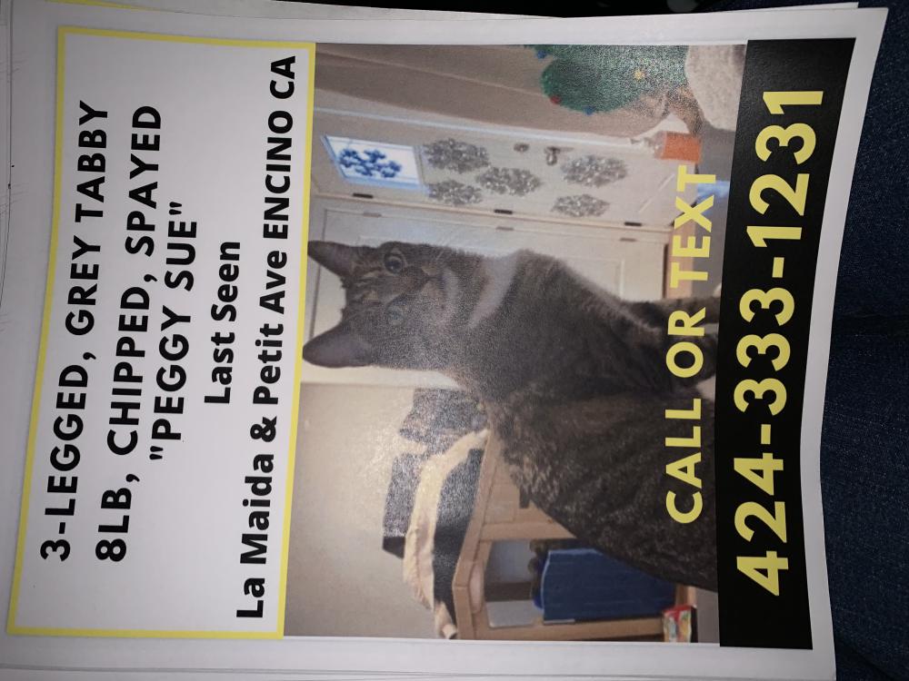 Image of Peggy Sue, Lost Cat
