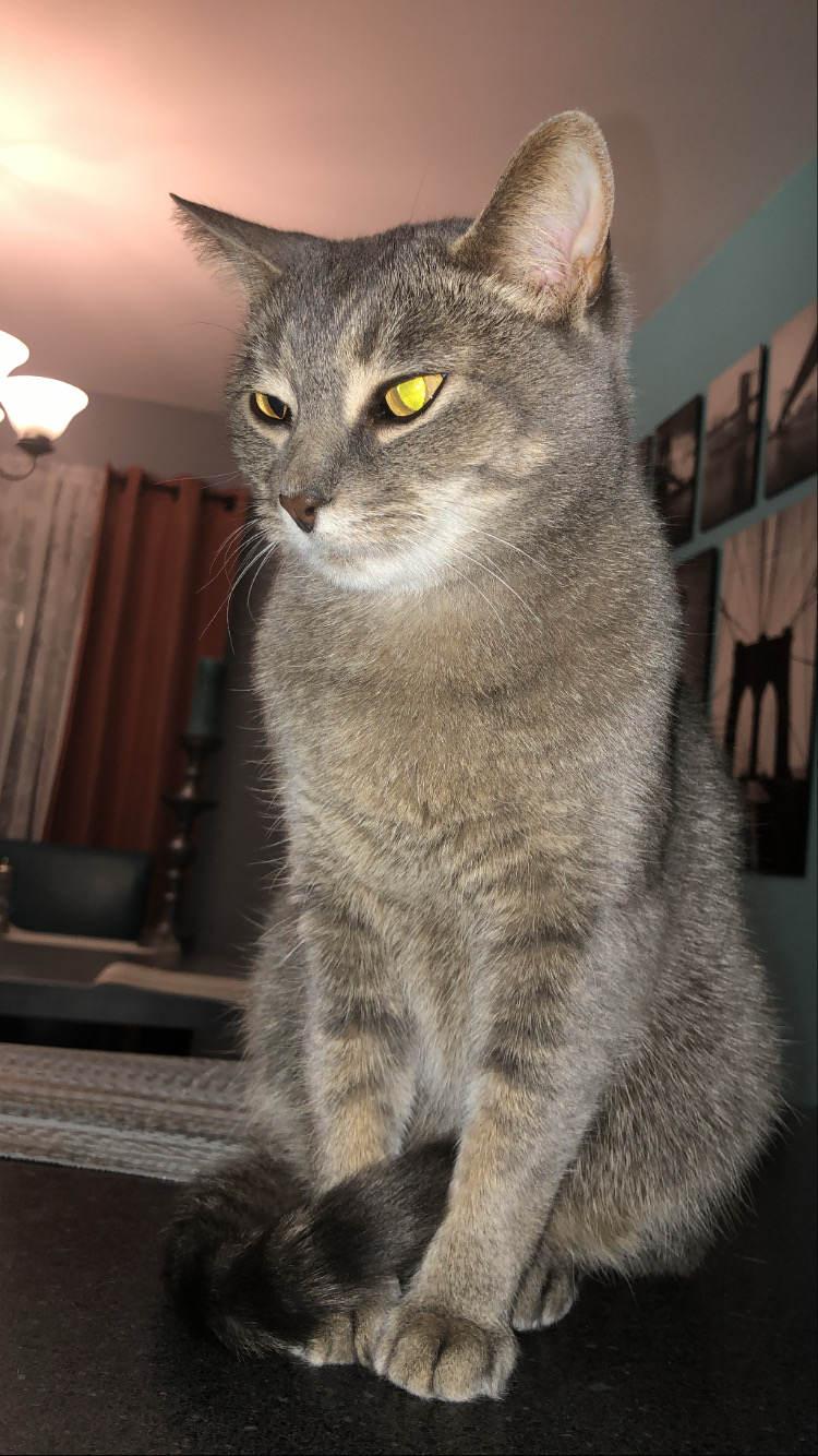 Image of Mr. Grey, Lost Cat