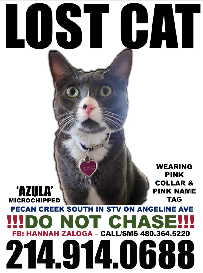 Image of Azula, Lost Cat