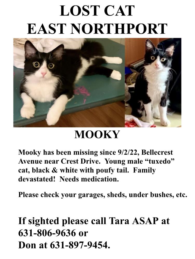 Image of Mooky, Lost Cat