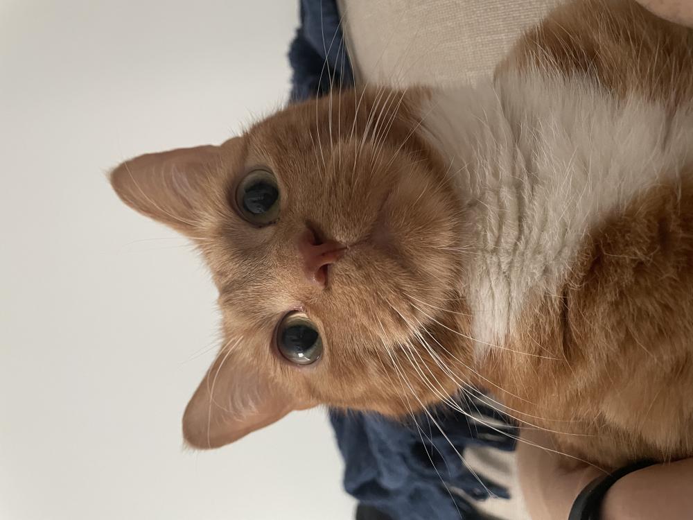 Image of Benji, Lost Cat