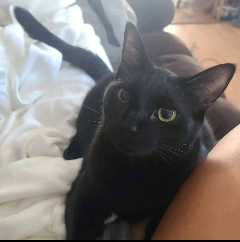 Image of Enzo, Lost Cat