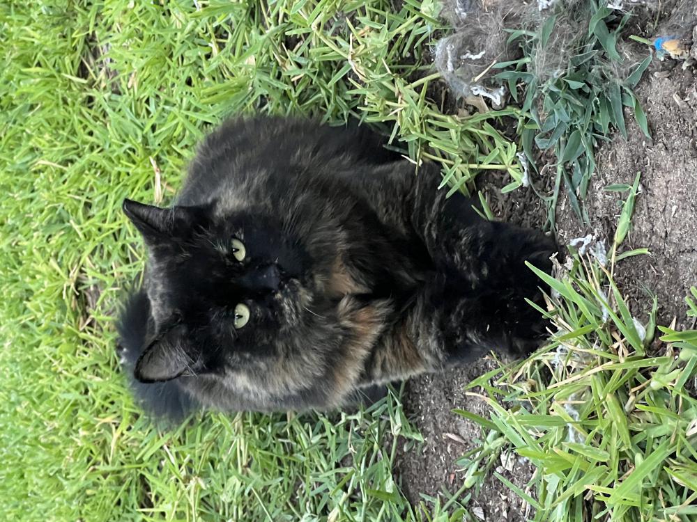 Image of Hera, Lost Cat