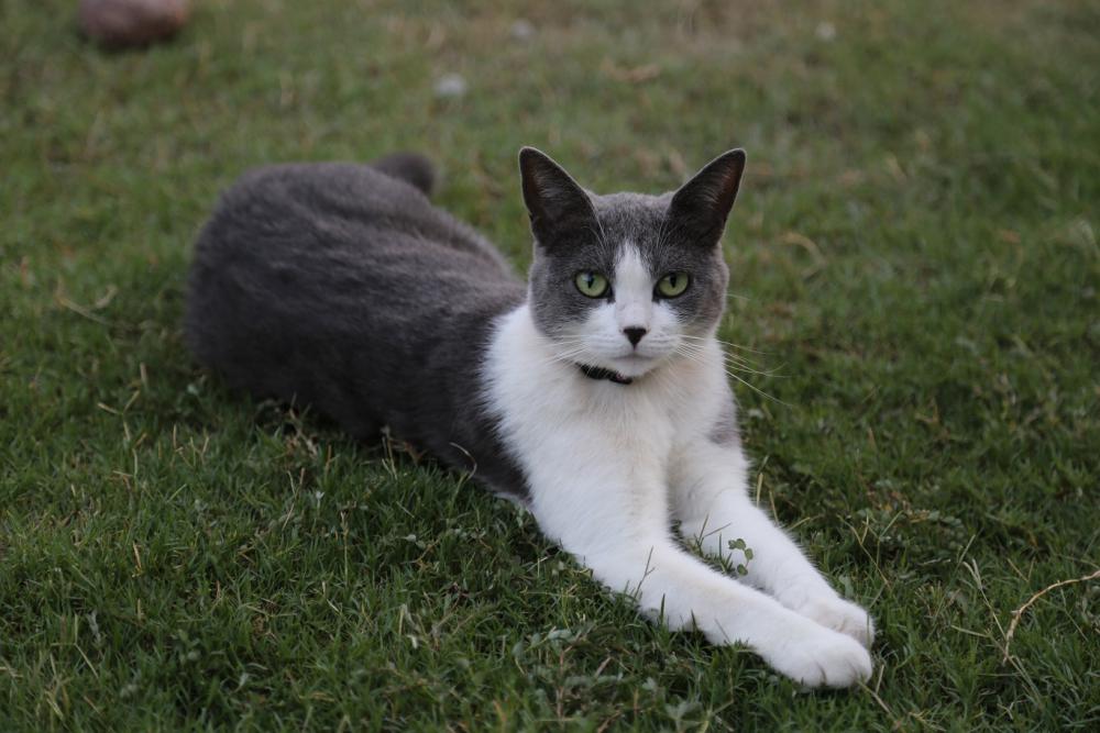 Image of Opal, Lost Cat
