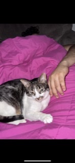 Image of Nylie, Lost Cat