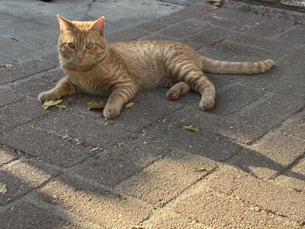 Image of Unknown Orange Tabby, Found Cat