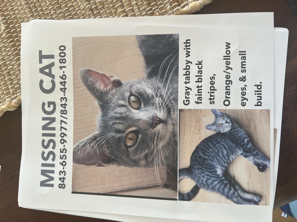 Image of Rosy, Lost Cat