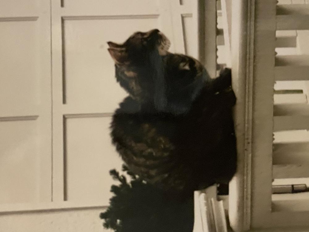 Image of Kevin, Lost Cat
