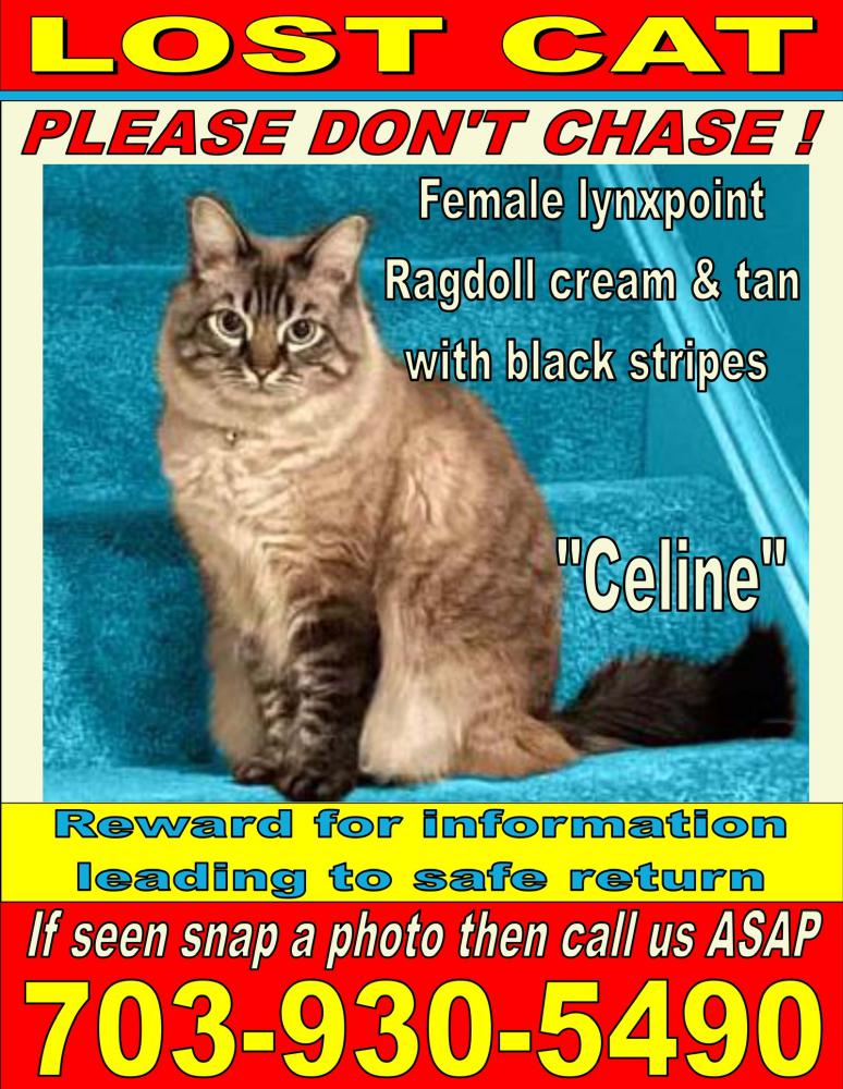 Image of Celine, Lost Cat