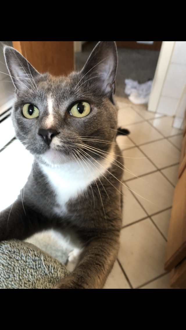 Image of Girly, Lost Cat