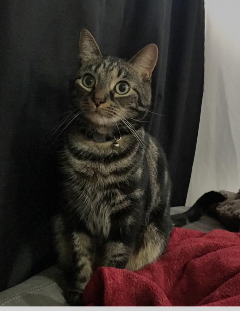 Image of Ralphie, Lost Cat