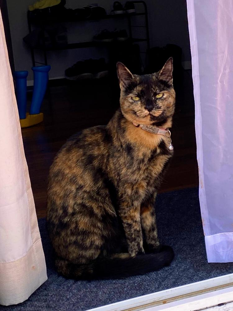 Image of Mae, Lost Cat
