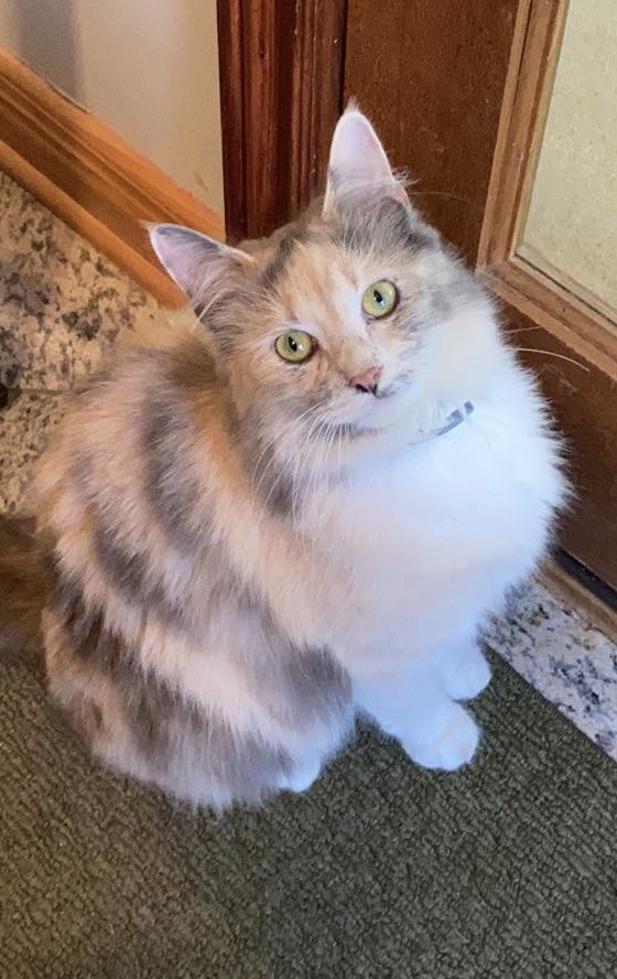 Image of Miss Kitty Rissell, Lost Cat