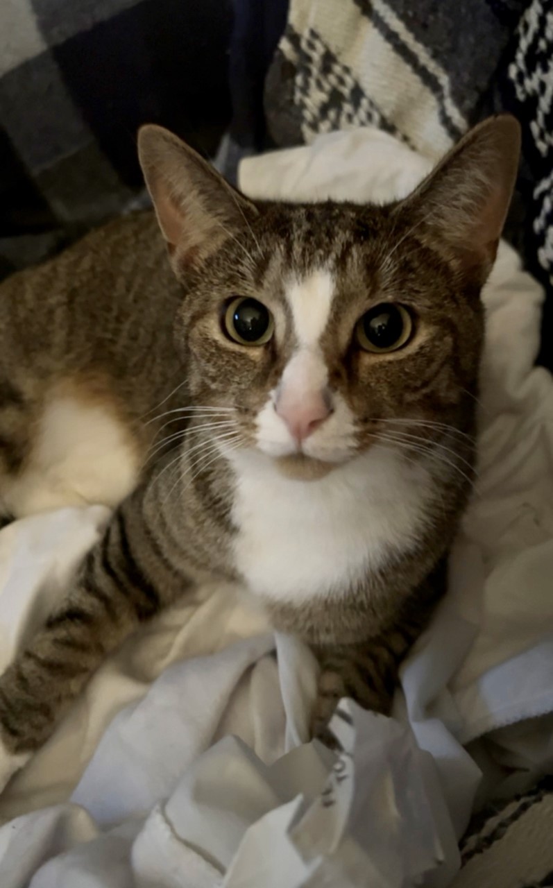 Image of Odette, Lost Cat