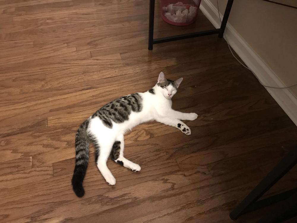 Image of Ghost, Lost Cat