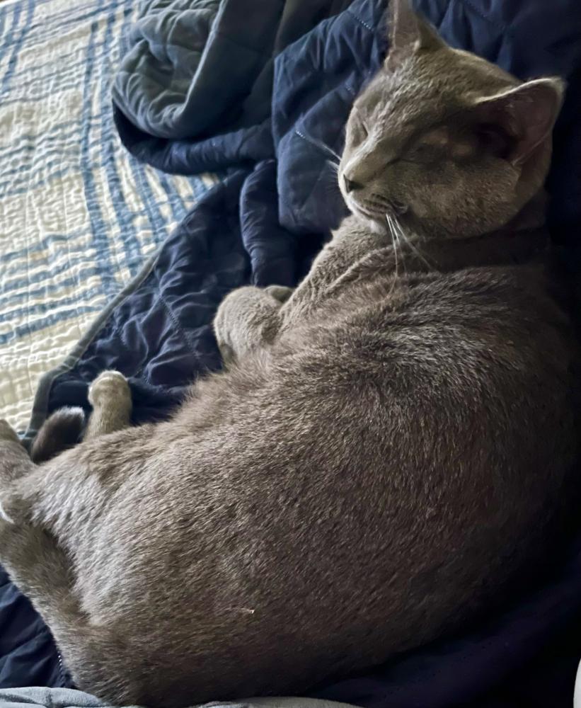 Image of Freddie Meowcury, Lost Cat