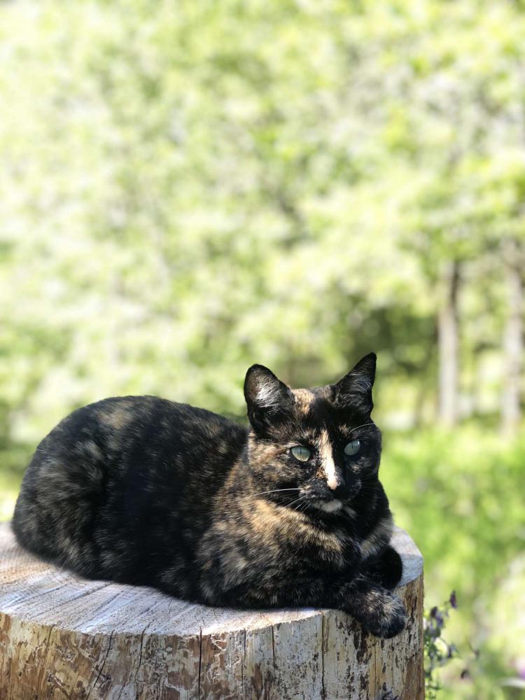 Image of Polly, Lost Cat