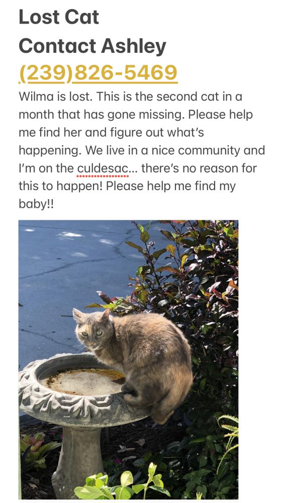 Image of Wilma, Lost Cat