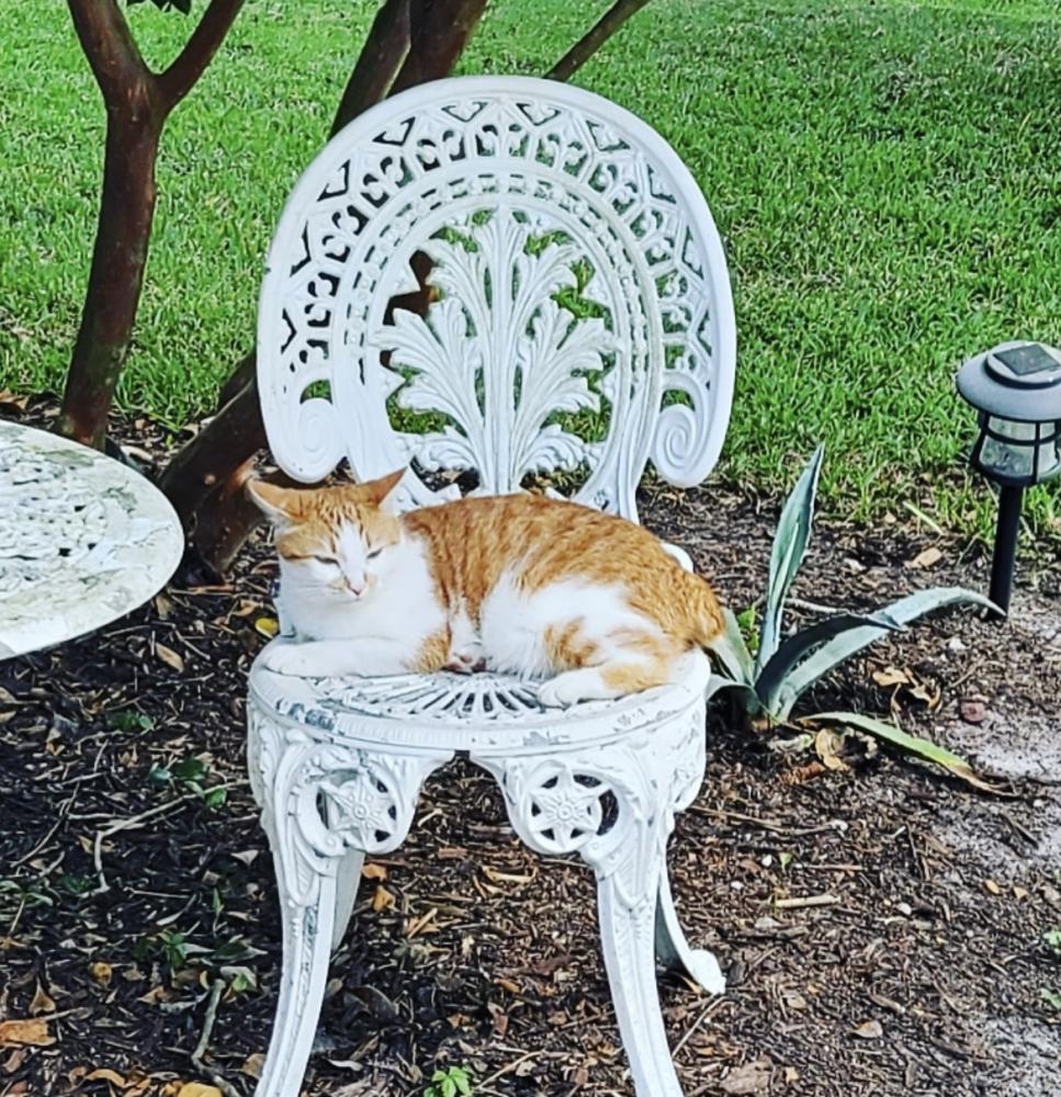 Image of Irma, Lost Cat