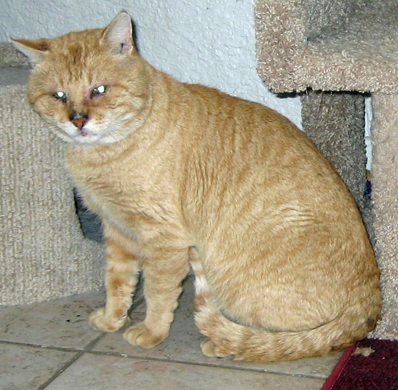 Image of Drinder, Lost Cat