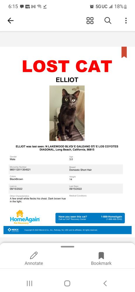 Image of Elliot, Lost Cat