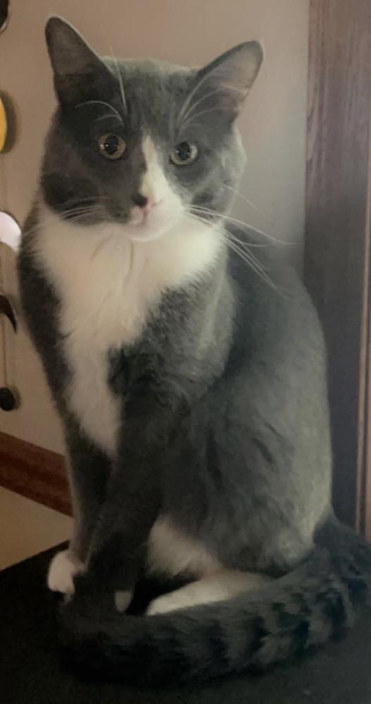Image of Tux, Lost Cat