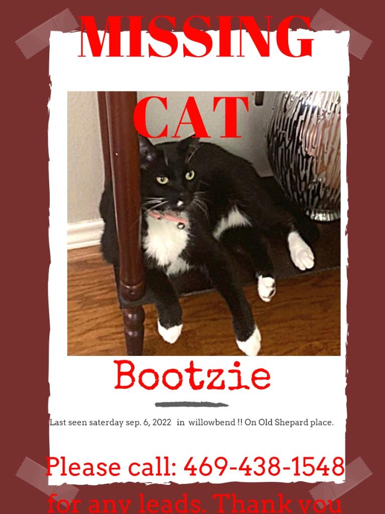 Image of Bootize, Lost Cat