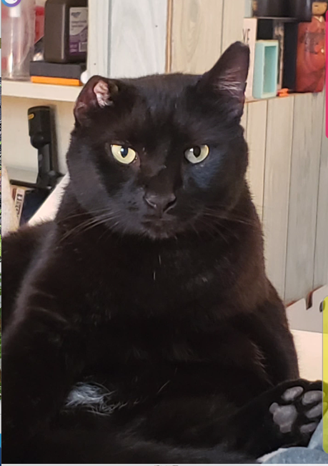 Image of Buggary, Lost Cat