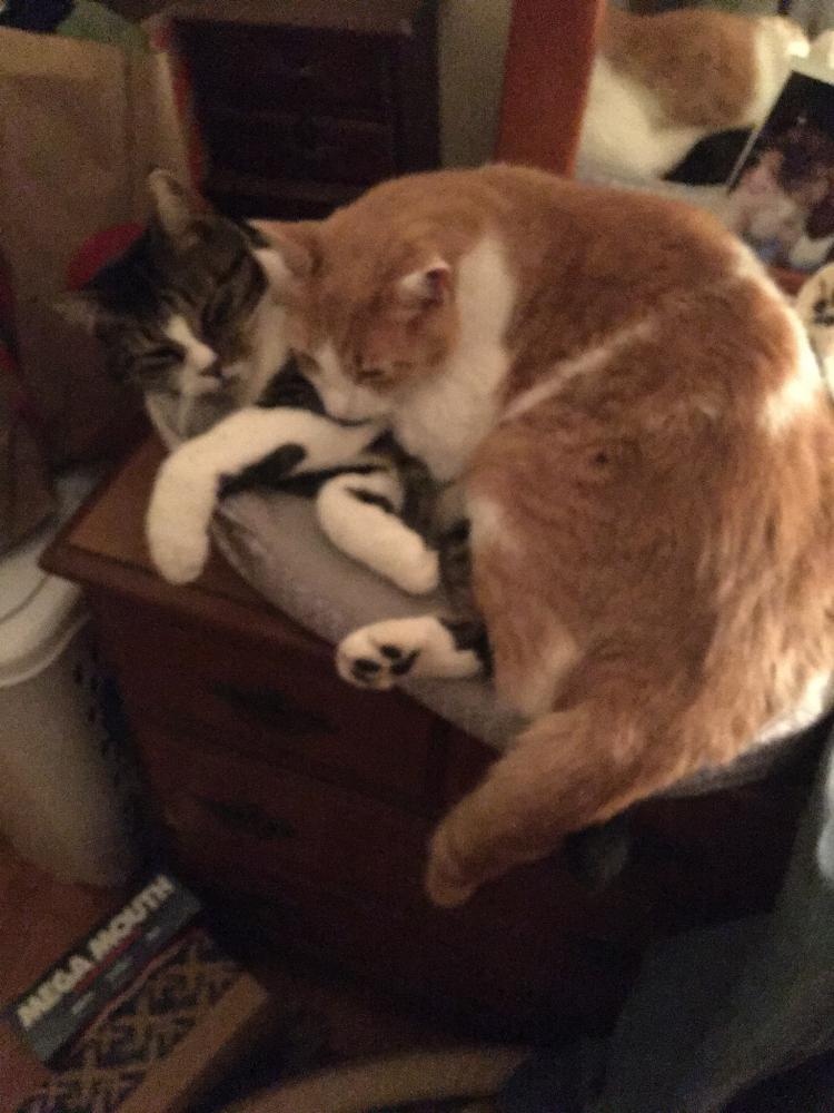 Image of Pepper and Honey, Lost Cat
