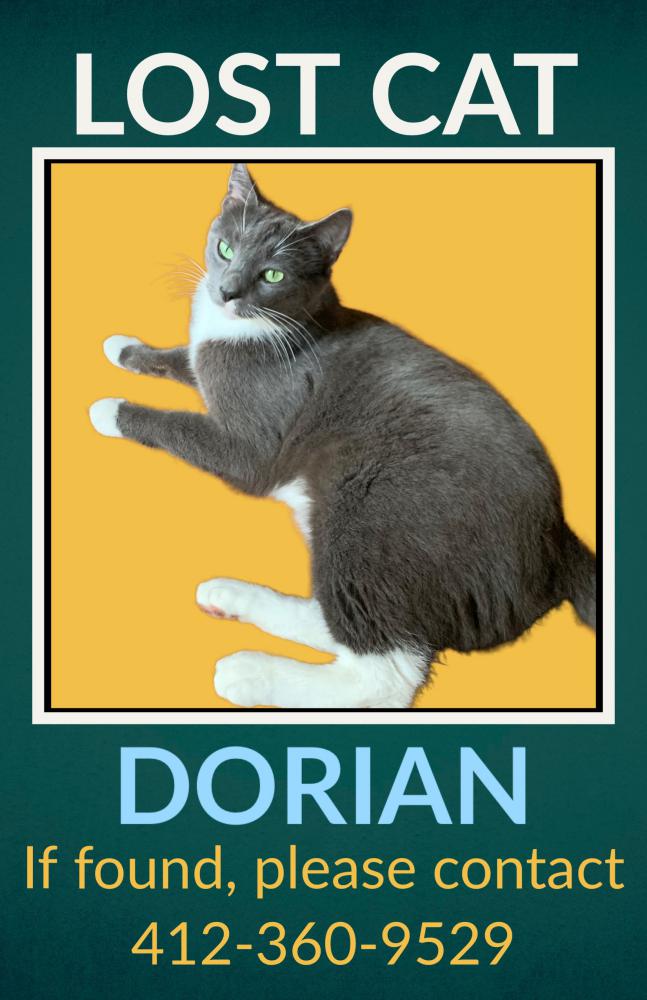 Image of Dorian (Dor-Bee), Lost Cat