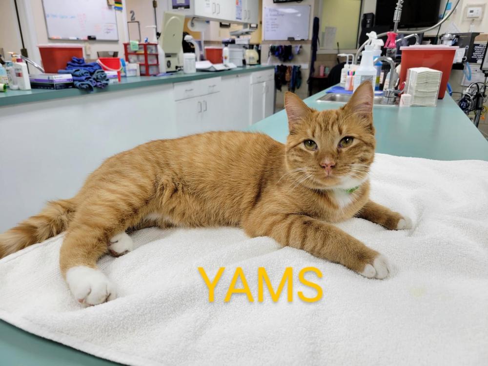 Image of Yams, Lost Cat