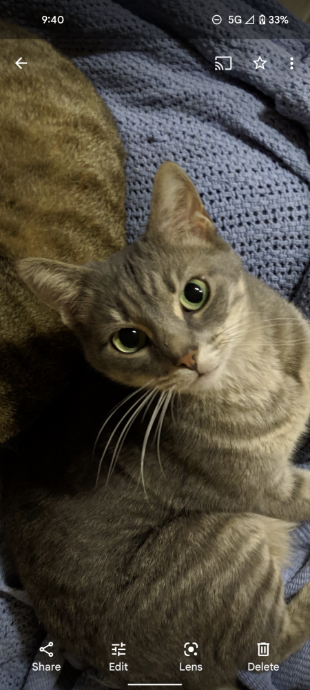 Image of Gray-Gray, Lost Cat