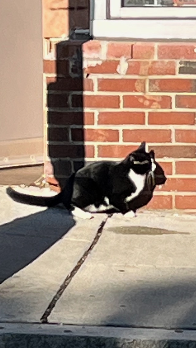 Image of Found Tuxedo cat, Found Cat