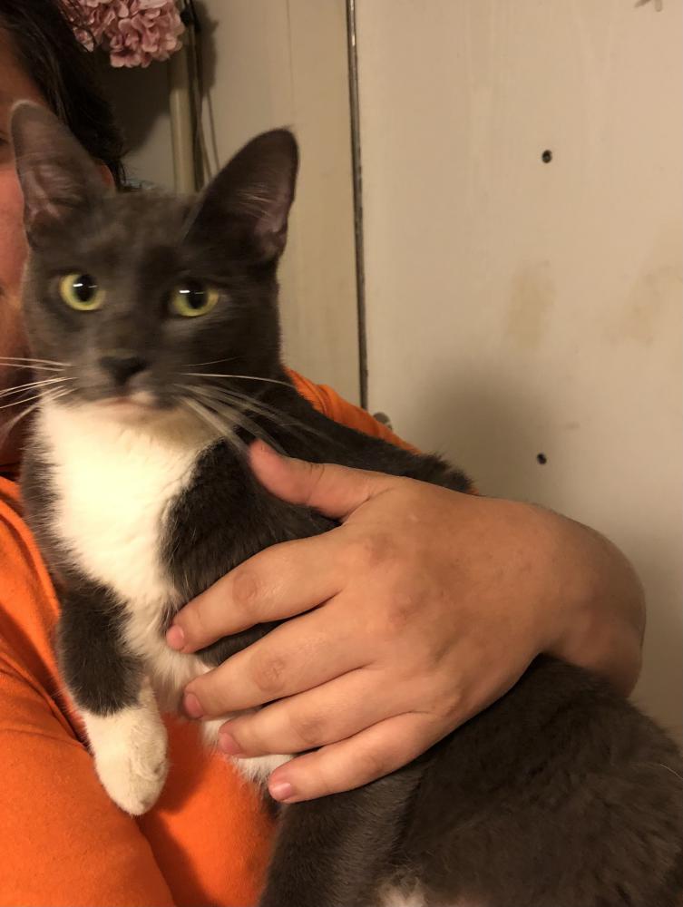 Image of Milo, Found Cat