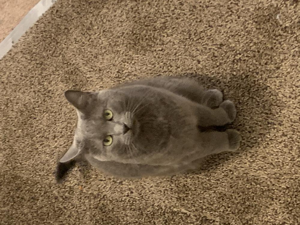 Image of Blueberry, Lost Cat