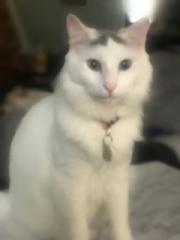 Image of Neo, Lost Cat