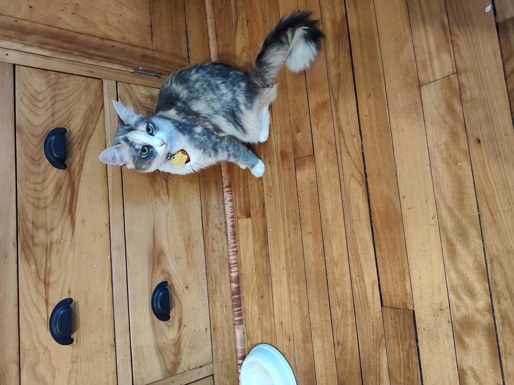 Image of Gracie, Lost Cat
