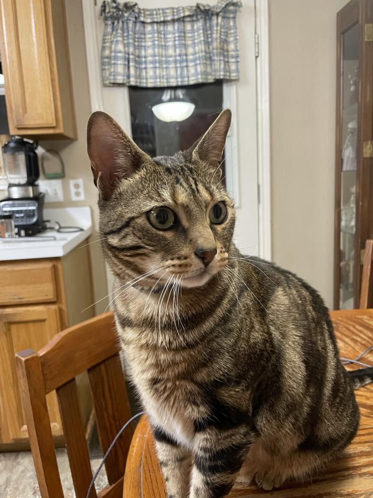 Image of Sampson, Lost Cat