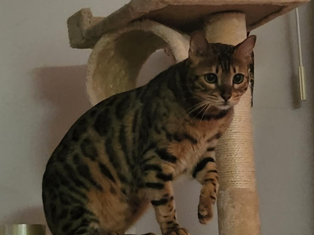 Image of Benny, Lost Cat