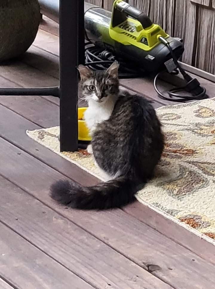 Image of charlie, Lost Cat