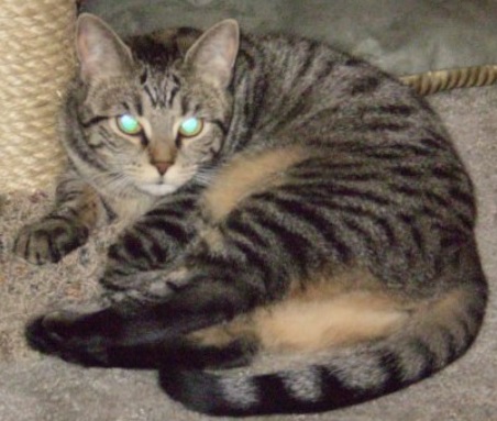 Image of Pixie, Lost Cat