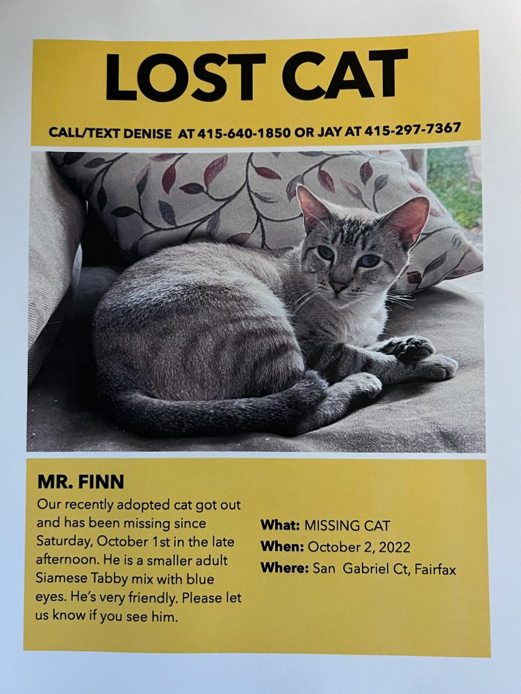Image of Mr finn, Lost Cat